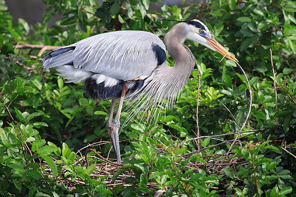 Great Blue Heron building nest
