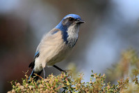 Western Scrub-Jay