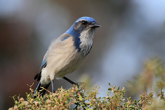 Western Scrub-Jay