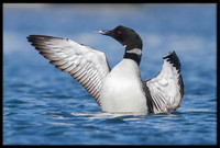 Common Loon