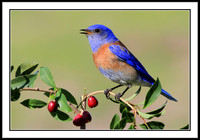 Western Bluebird
