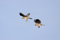 White-tailed Kites - food exchange (5 of 6)