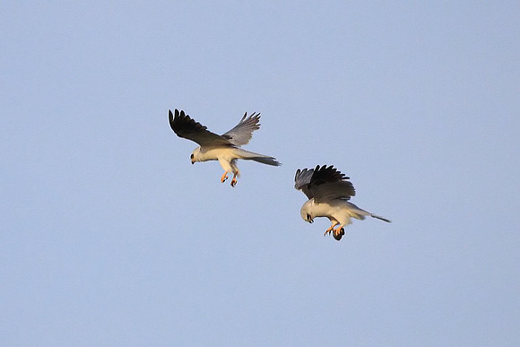 White-tailed Kites - food exchange (5 of 6)