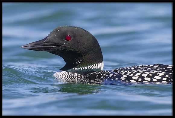 Common Loon