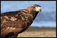 Golden Eagle