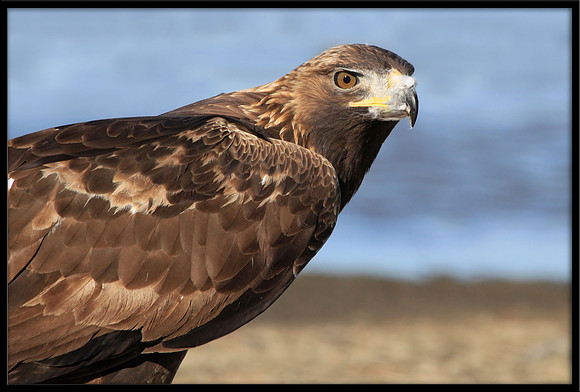Golden Eagle