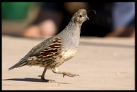 Gambel's Quail
