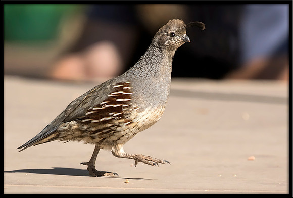 Gambel's Quail