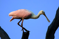 Roseate Spoonbill