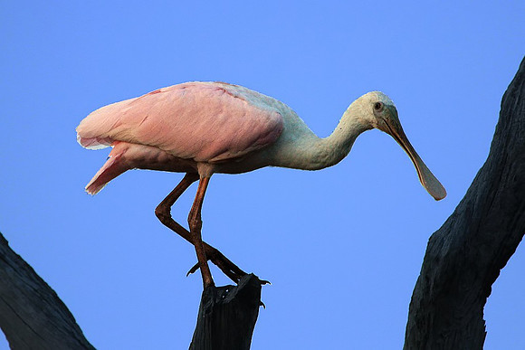 Roseate Spoonbill