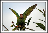 Wild Parrots in Temple City, CA
