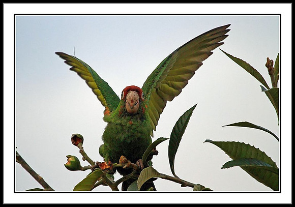 Wild Parrots in Temple City, CA