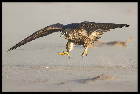 Peregrine Falcon chick