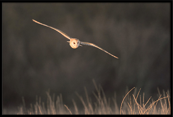 Barn Owl