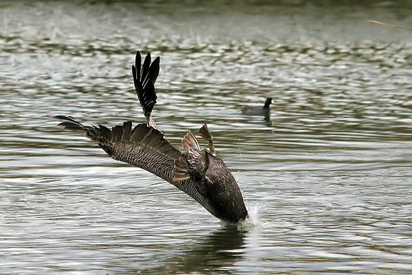 Brown Pelican diving