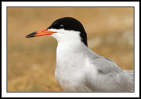 Tern portrait