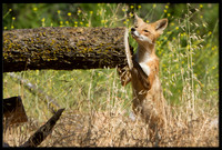 Red Fox
