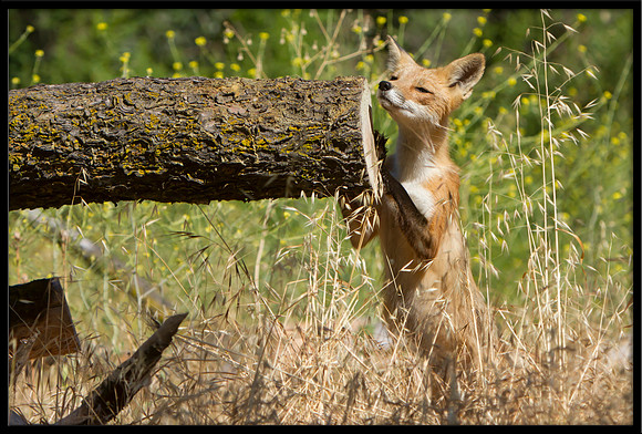 Red Fox