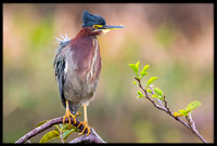 Green Heron