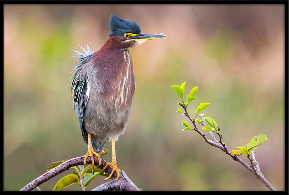 Green Heron