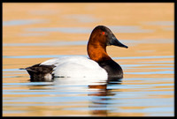Canvasback