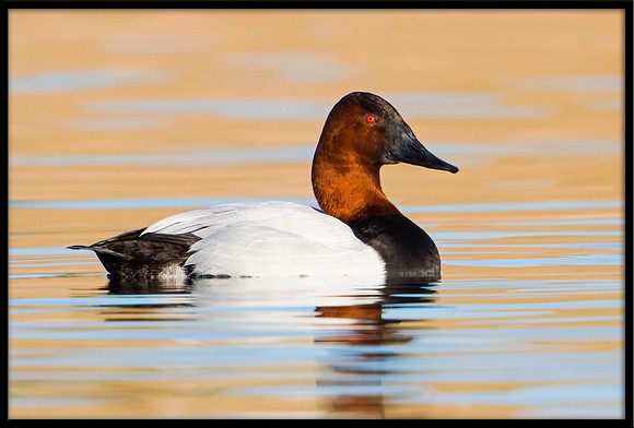 Canvasback
