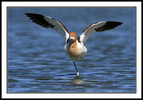 Avocet