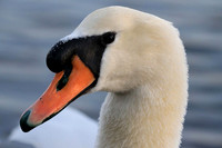 Mute Swan