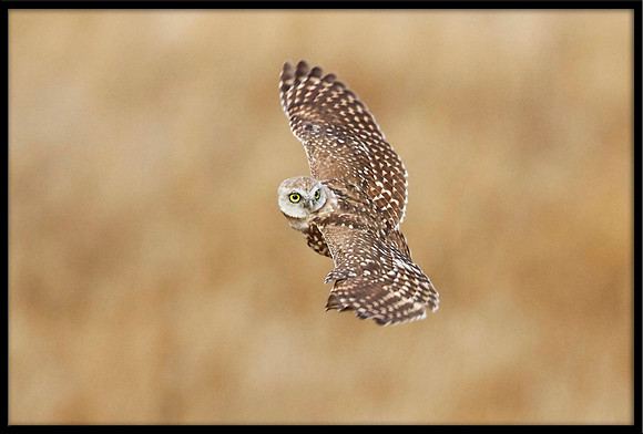 Burrowing Owl