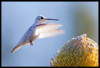 Leucistic Anna's Hummingbird