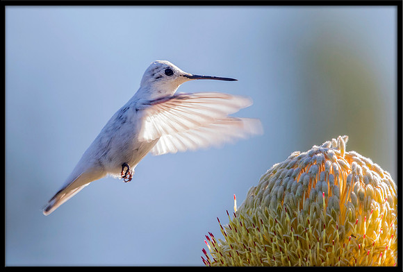 Leucistic Anna's Hummingbird