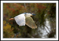 Black-crowned Night Heron with nesting material