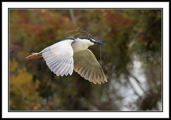 Black-crowned Night Heron with nesting material