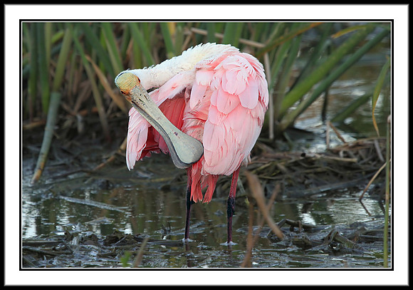 Spoonbill