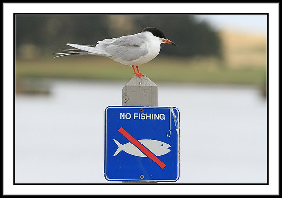 Tern can't read the sign