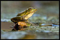 Rio Grande Leopard Frog