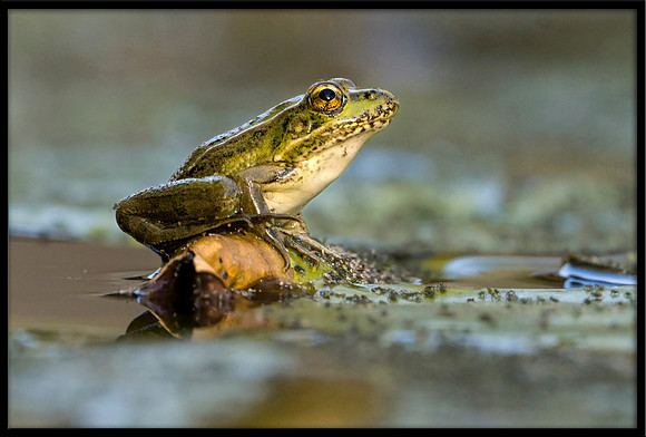 Rio Grande Leopard Frog