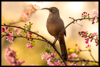California Thrasher