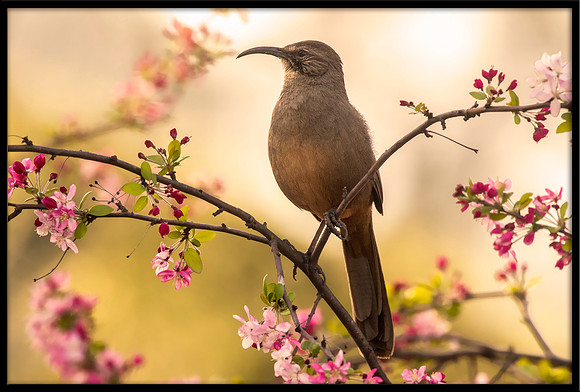California Thrasher