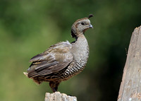 California Quail