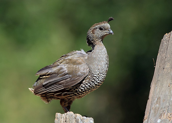 California Quail