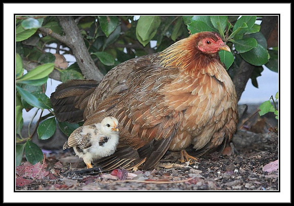 Mom and Chicks