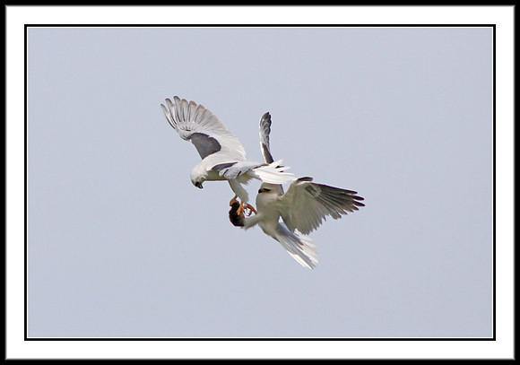 Kite Food Exchange: 2 of 11