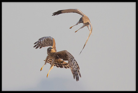 Northern Harrier couple