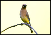 Cedar Waxwing