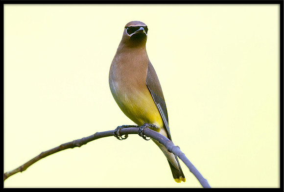 Cedar Waxwing