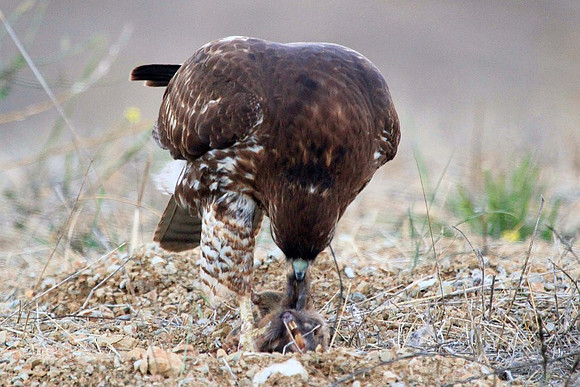 Hawk gets mole (4 of 10)