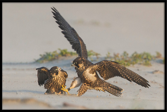 Peregrine Falcon chicks