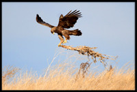Golden Eagle