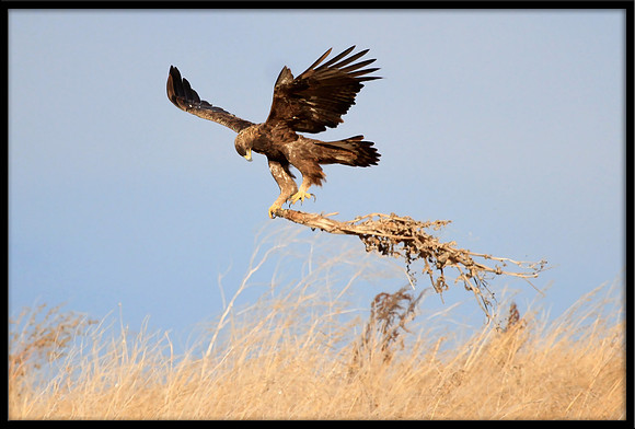 Golden Eagle